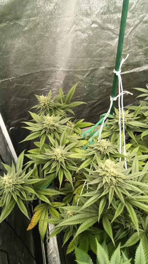 Frühlings Grow. Week 11