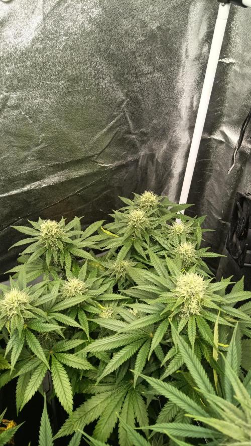 Frühlings Grow. Week 11