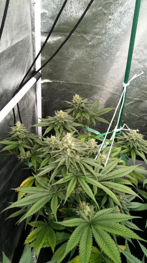 Frühlings Grow. Week 12