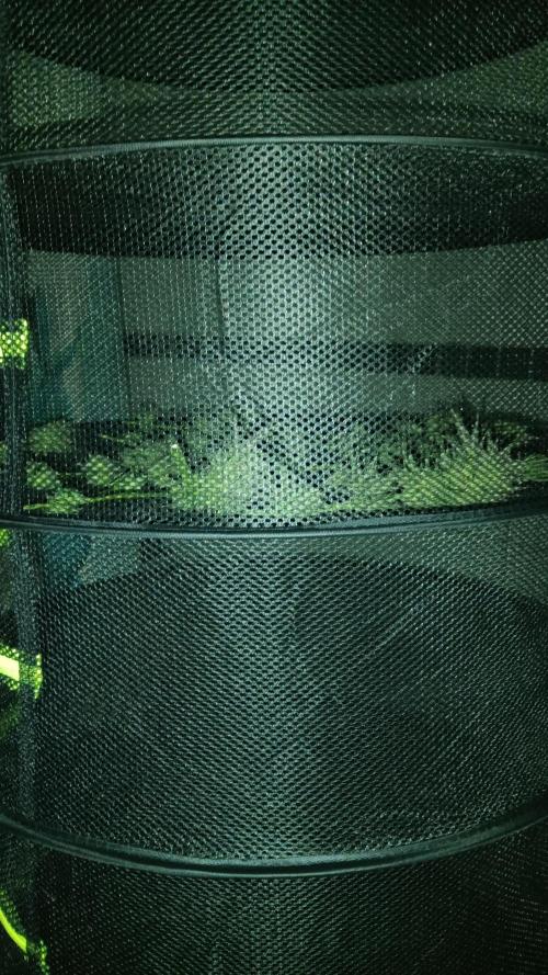 Frühlings Grow. Week 13