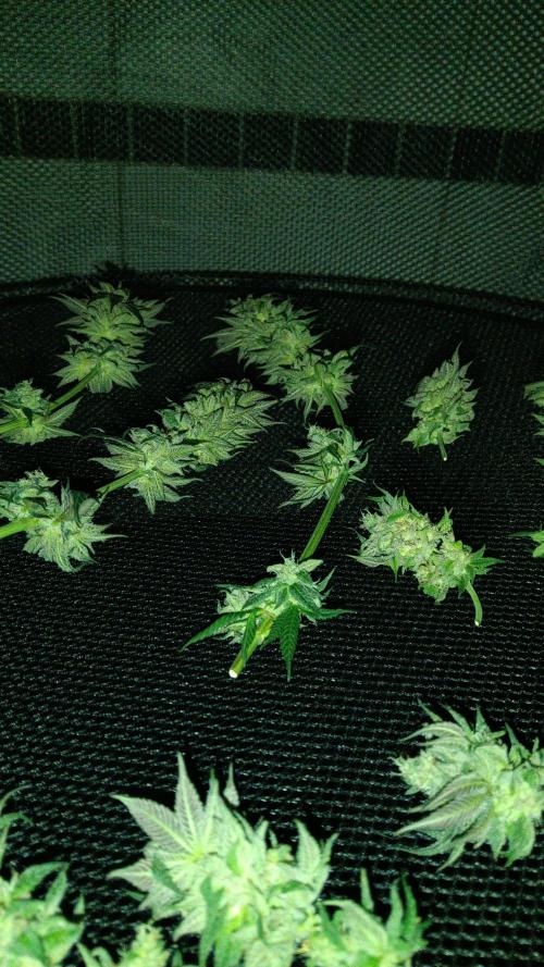 Frühlings Grow. Week 13