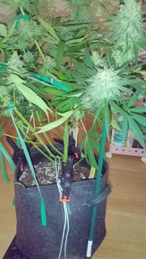 Frühlings Grow