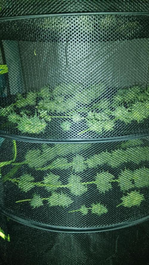 Frühlings Grow. Week 13