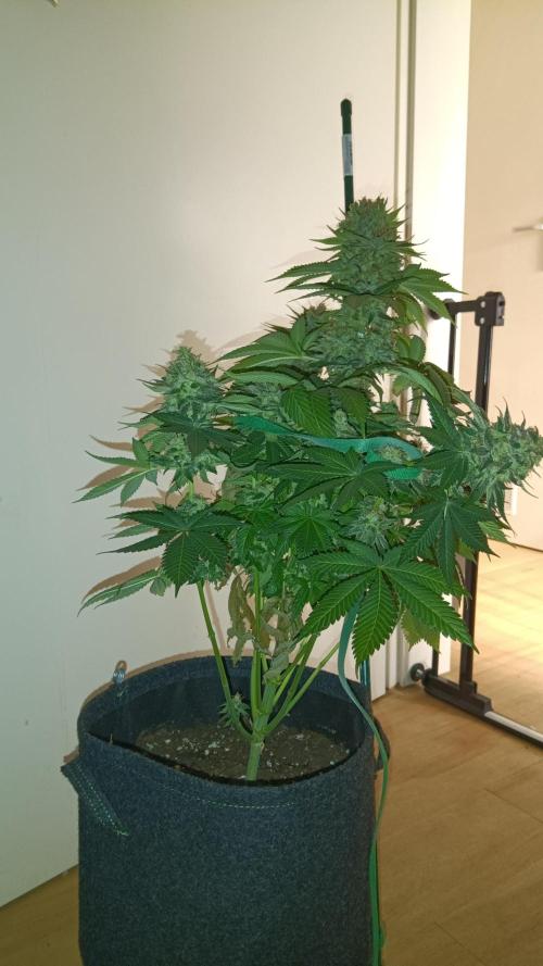 Frühlings Grow. Week 13