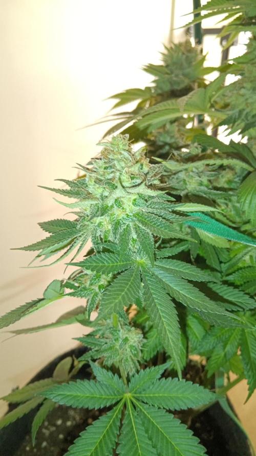 Frühlings Grow. Week 13