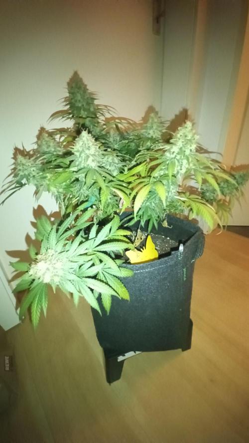 Frühlings Grow. Week 13