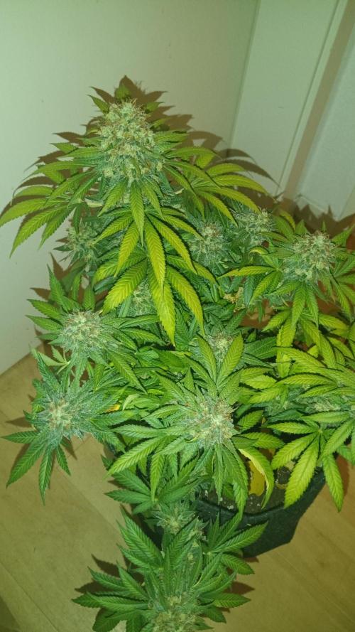 Frühlings Grow. Week 13
