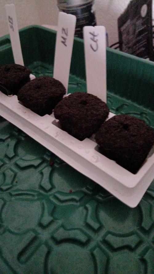 Herbst Grow 2026. Week 0