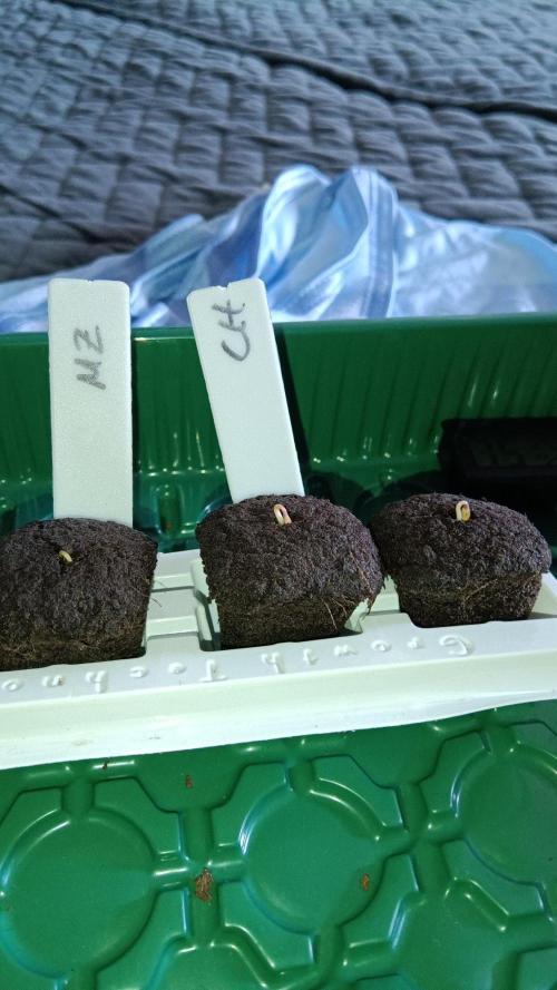 Herbst Grow 2026. Week 0