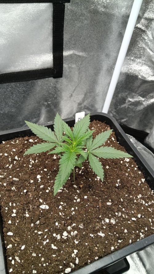 Herbst Grow 2026. Week 2