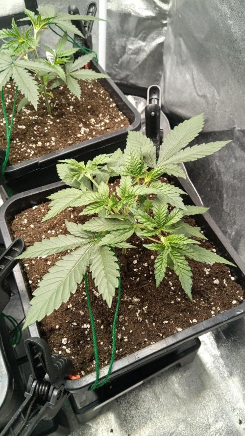 Herbst Grow 2026. Week 3