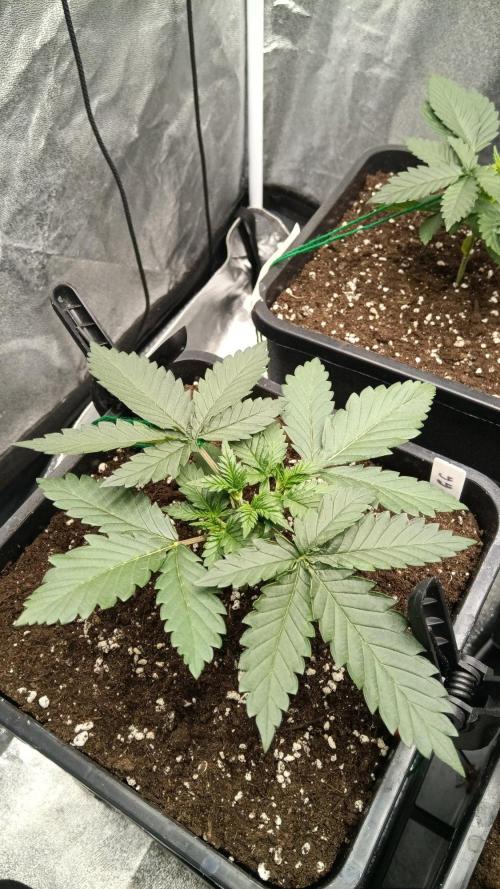 Herbst Grow 2026. Week 3