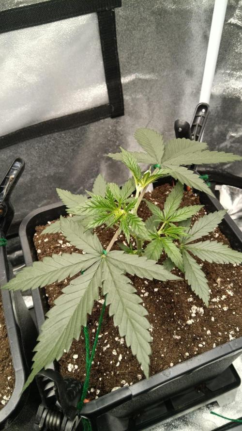 Herbst Grow 2026. Week 3