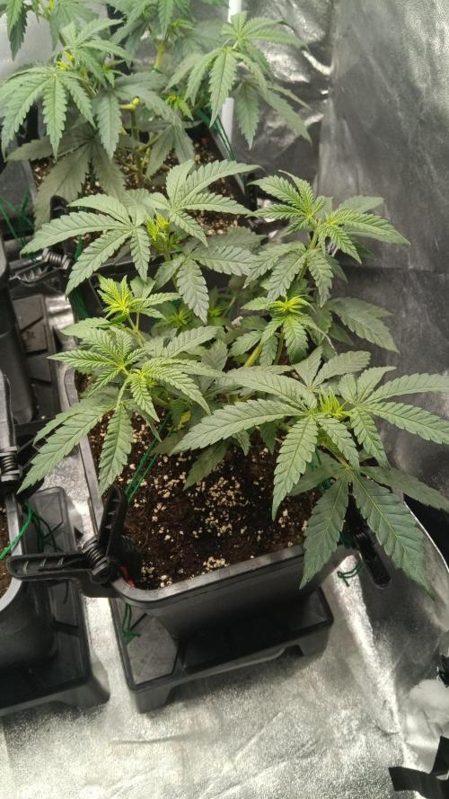 Herbst Grow 2026. Week 4