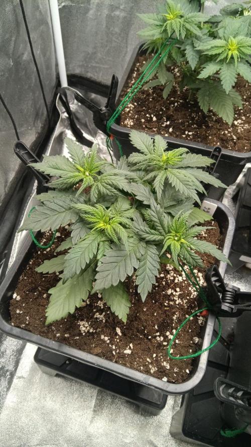 Herbst Grow 2026. Week 4