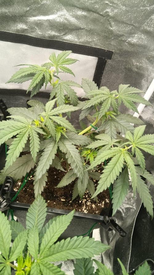 Herbst Grow 2026. Week 4