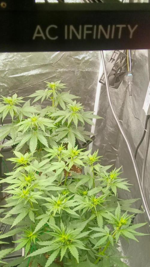 Herbst Grow 2026