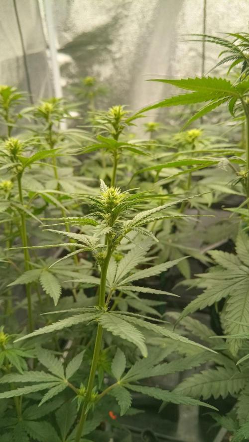 Herbst Grow 2026. Week 7