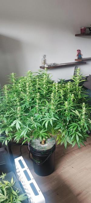 Comment by DeutschFarming2025 photo #2