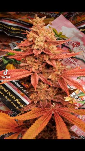 Comment by DeutschFarming2025 photo #1