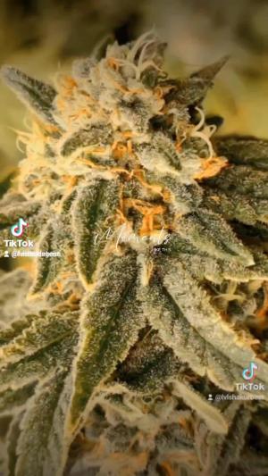 Comment by DeutschFarming2025 photo #2