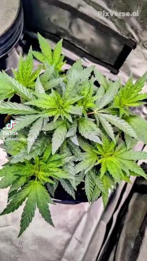 Comment by DeutschFarming2025 photo #1