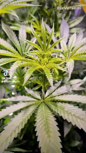 Comment by DeutschFarming2025 photo #2