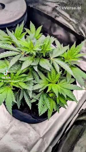 Comment by DeutschFarming2025 photo #3