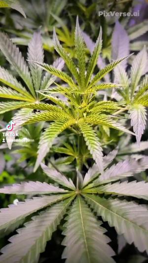 Comment by DeutschFarming2025 photo #1