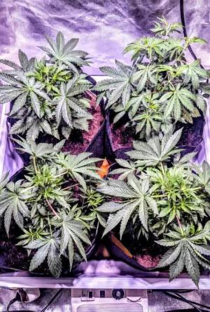 Comment by DeutschFarming2025 photo #1