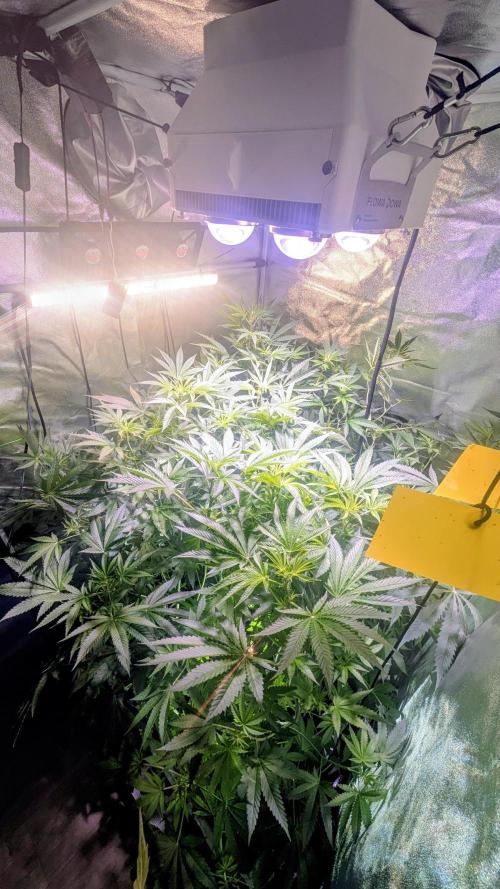 SmartGrow2025. Week 8 - GrowSmart FastBuds Indor Deutsch 