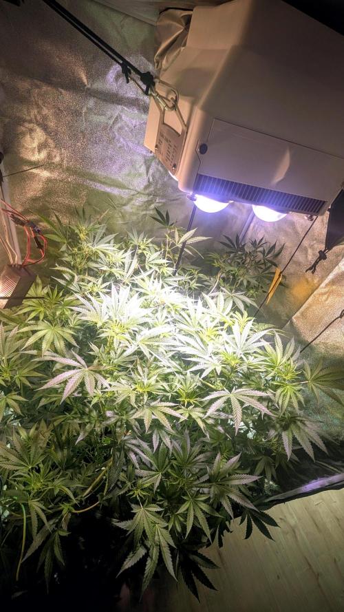 SmartGrow2025. Week 8