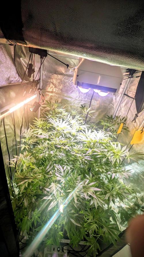 SmartGrow2025. Week 8