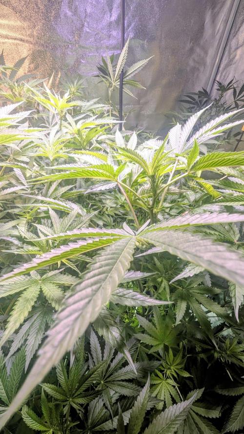 SmartGrow2025. Week 8