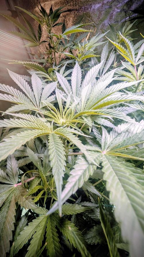 SmartGrow2025. Week 8