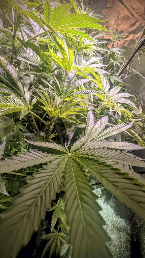 SmartGrow2025. Week 8