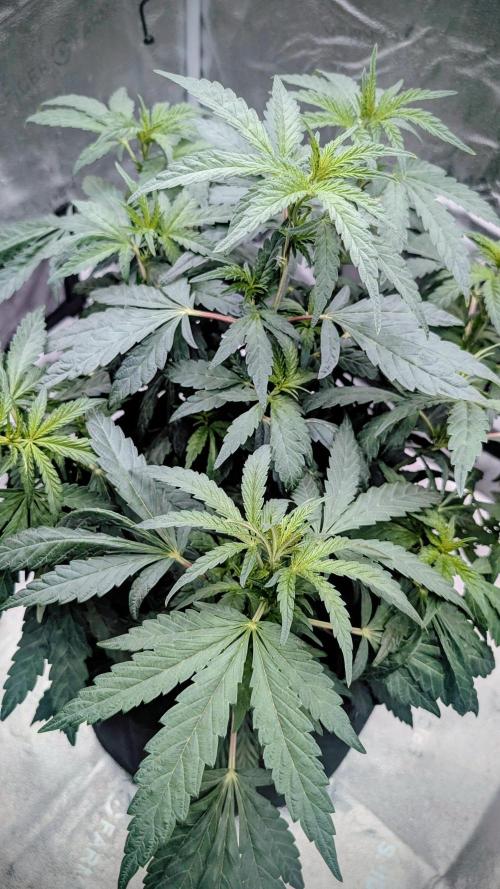 SmartGrow2025. Week 8