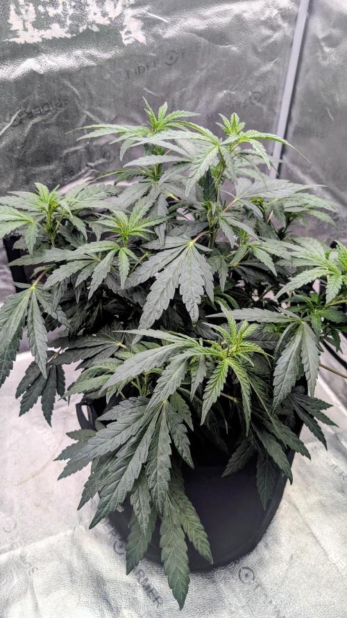 SmartGrow2025. Week 8