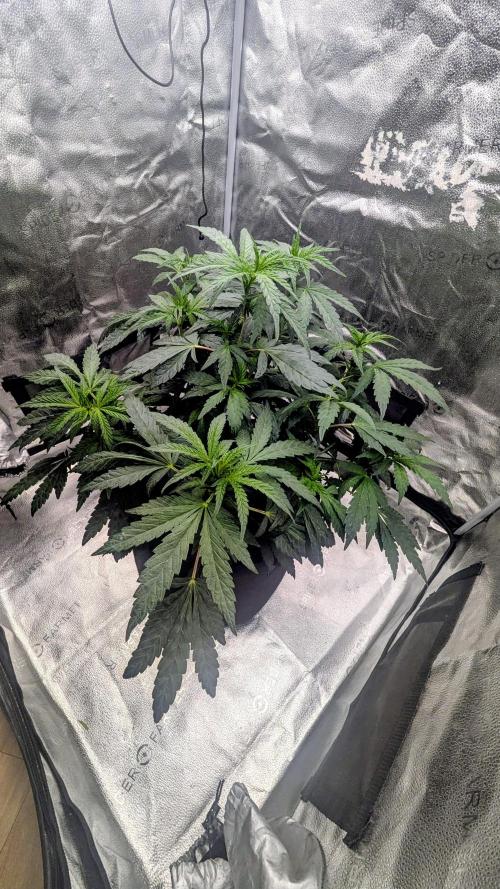 SmartGrow2025. Week 8