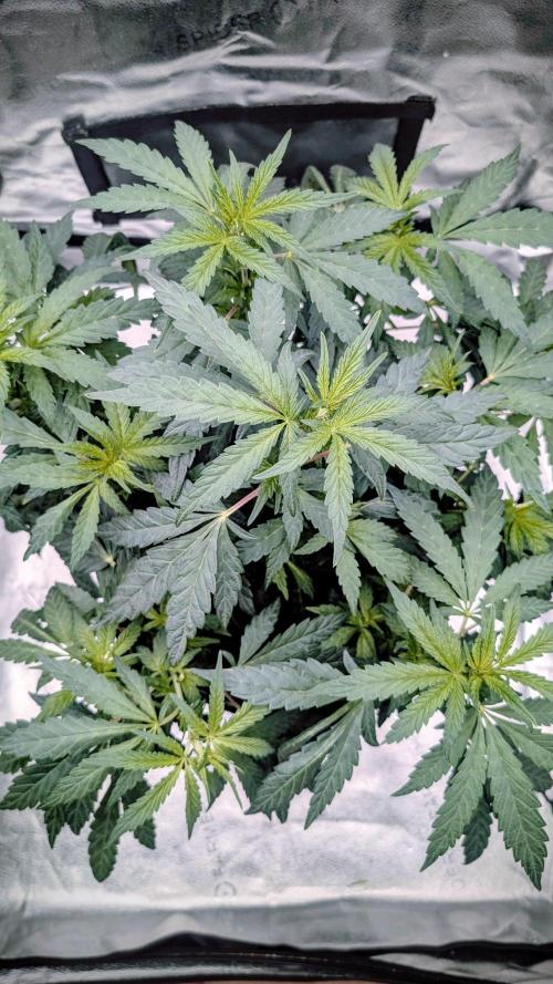 SmartGrow2025. Week 8