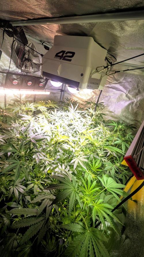 SmartGrow2025. Week 9