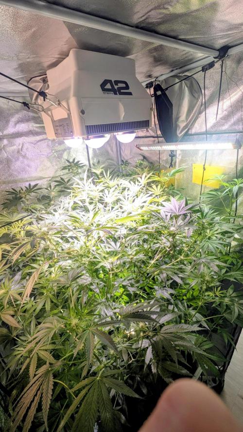 SmartGrow2025. Week 9