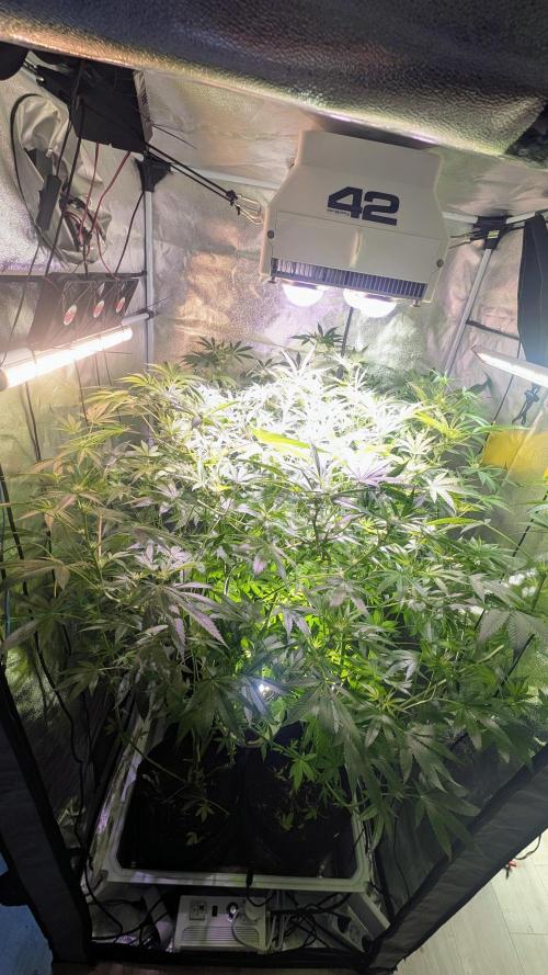 SmartGrow2025. Week 9