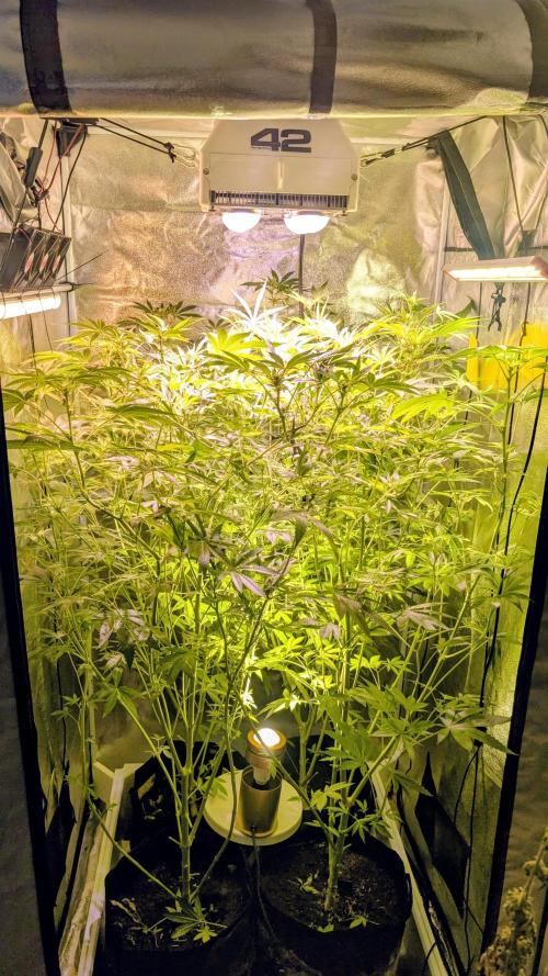 SmartGrow2025. Week 9