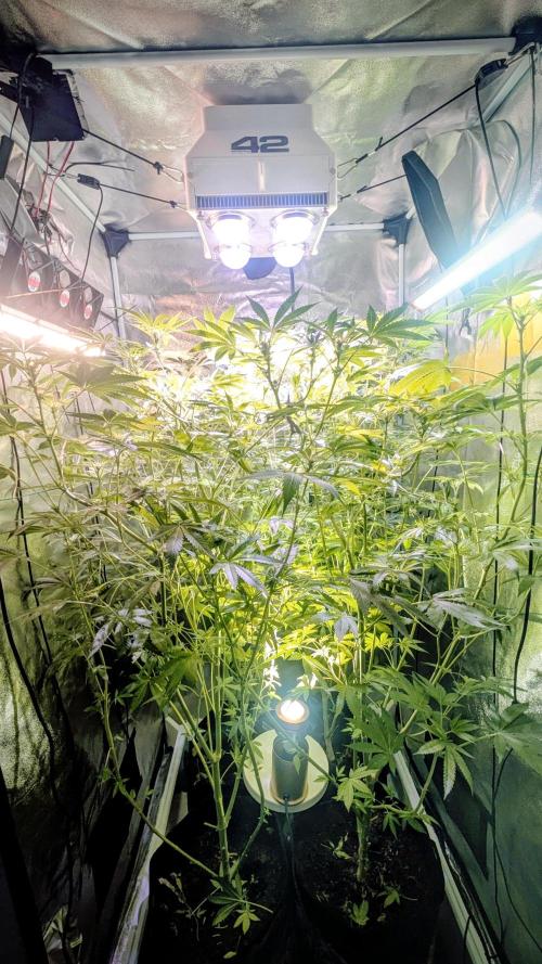 SmartGrow2025. Week 9