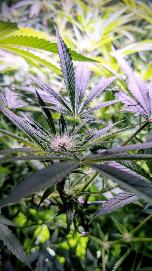 SmartGrow2025. Week 9