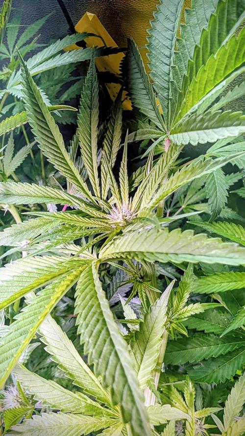 SmartGrow2025. Week 9