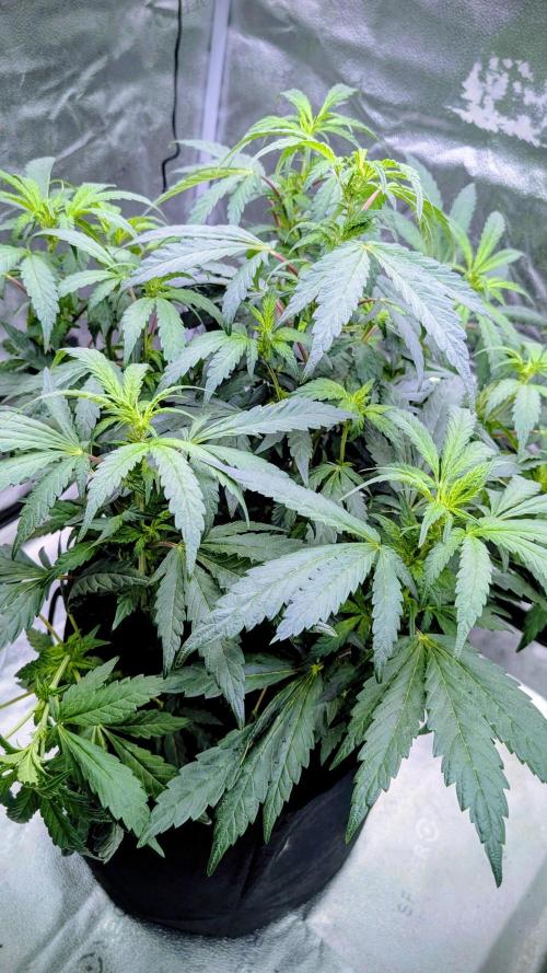 SmartGrow2025. Week 9