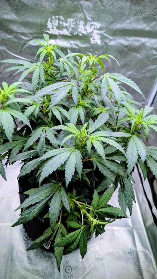 SmartGrow2025. Week 9