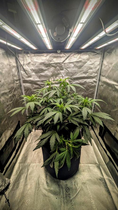 SmartGrow2025. Week 9